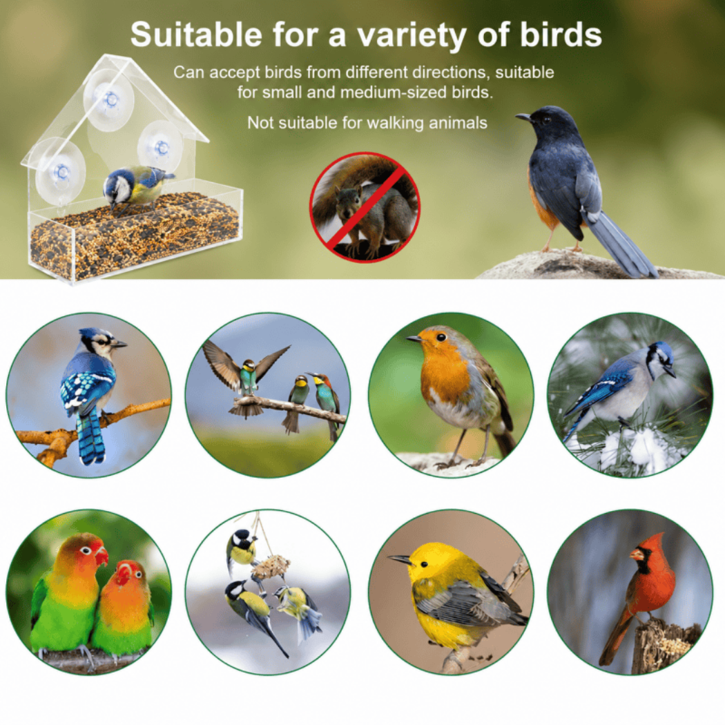 Clear Window Bird Feeder with Strong Suction Cups – Weatherproof Acrylic Bird House for Outside Garden – Up-Close Bird Watching for Robins, Blue Tits & Finches - Image 5